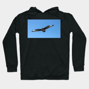 South polar skua in flight Hoodie